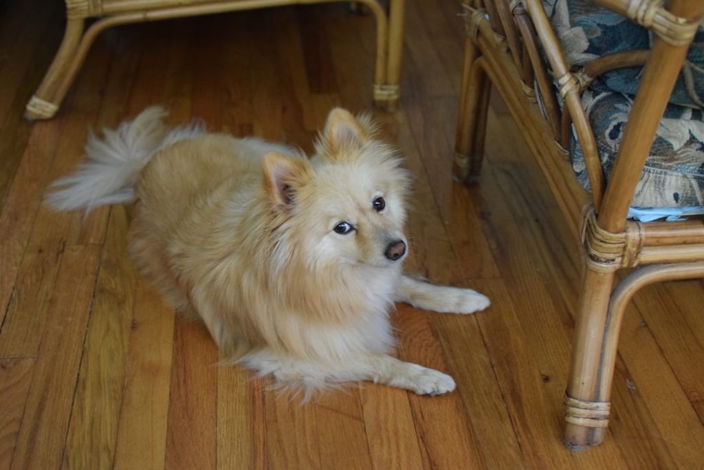 Photo Floor scrubber
