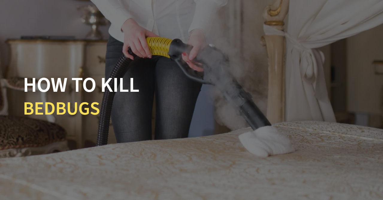 How to kill bedbugs banner