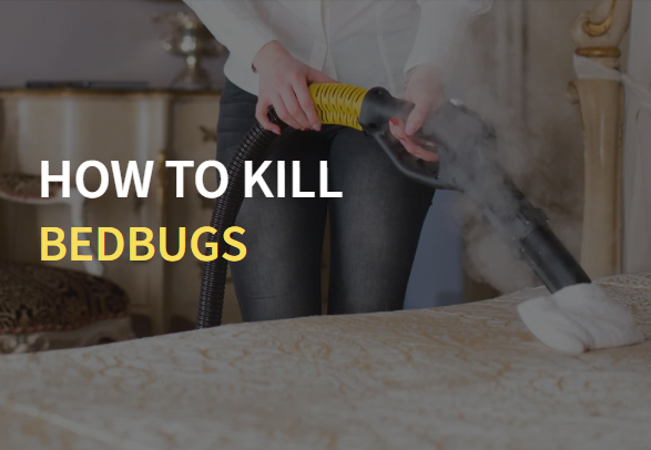How to Kill Bed Bugs without Chemicals - Kill Bed Bugs Without Toxins
